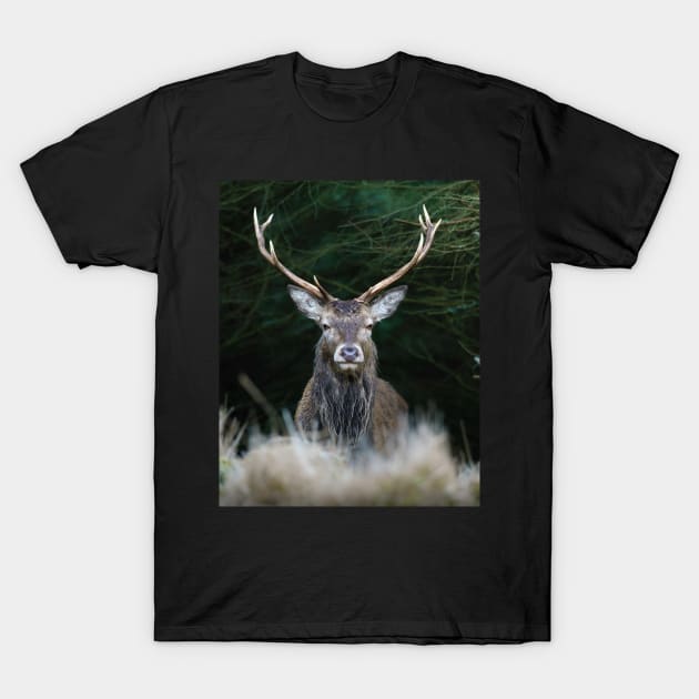 Highland Stag T-Shirt by TMcG72